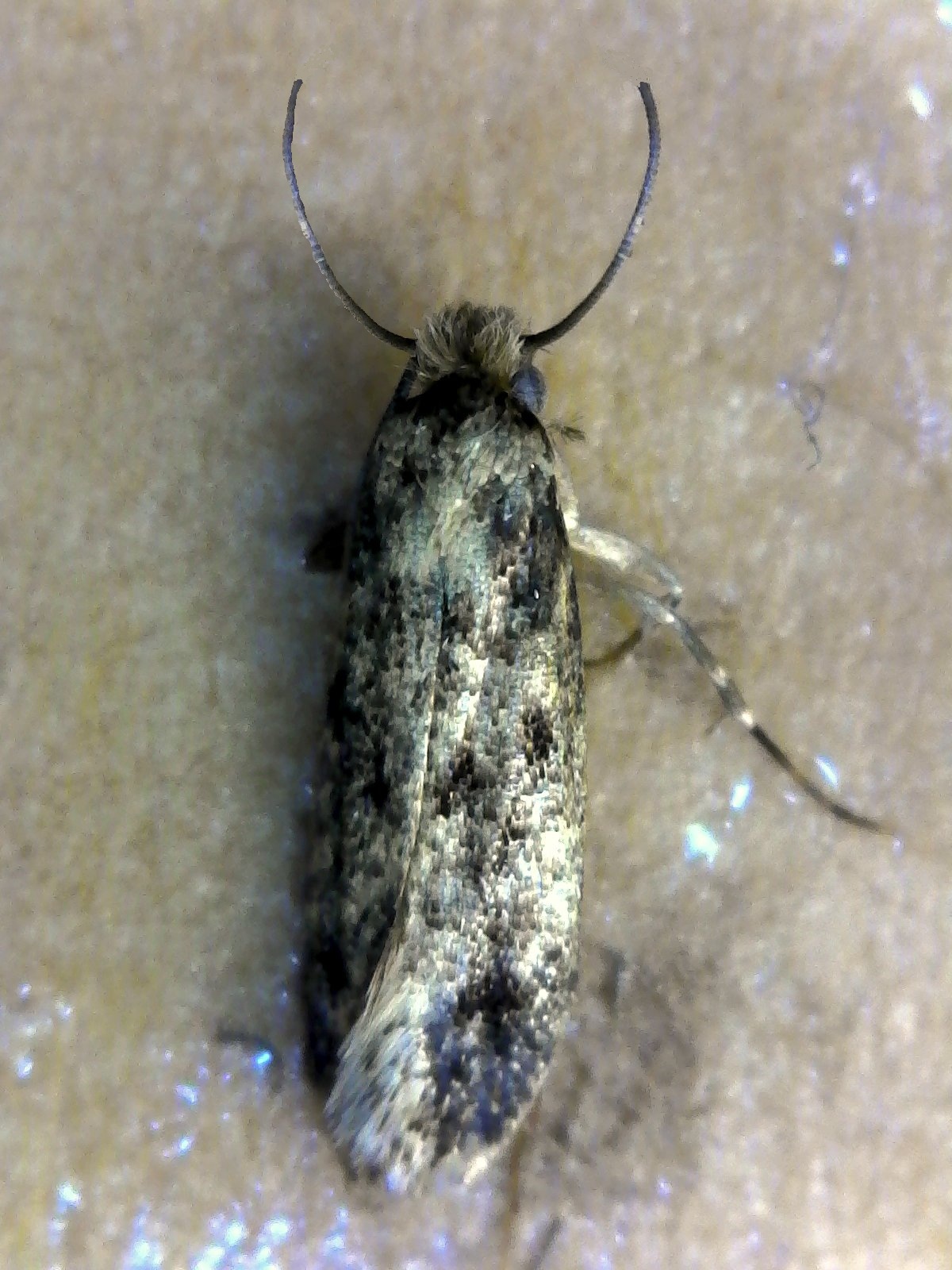 What Do Clothes Moths Look Like The Moth Guy