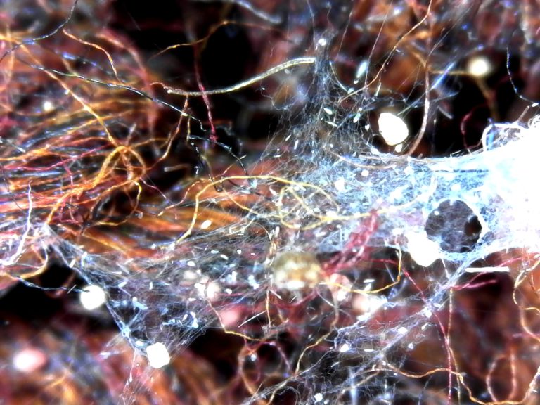 Do Moths Eat Synthetic Fibers? The Moth Guy