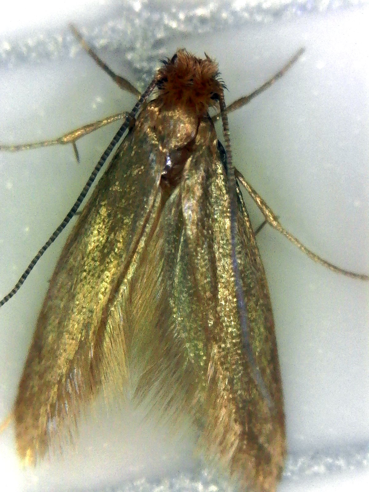 Signs of Infestation The Moth Guy