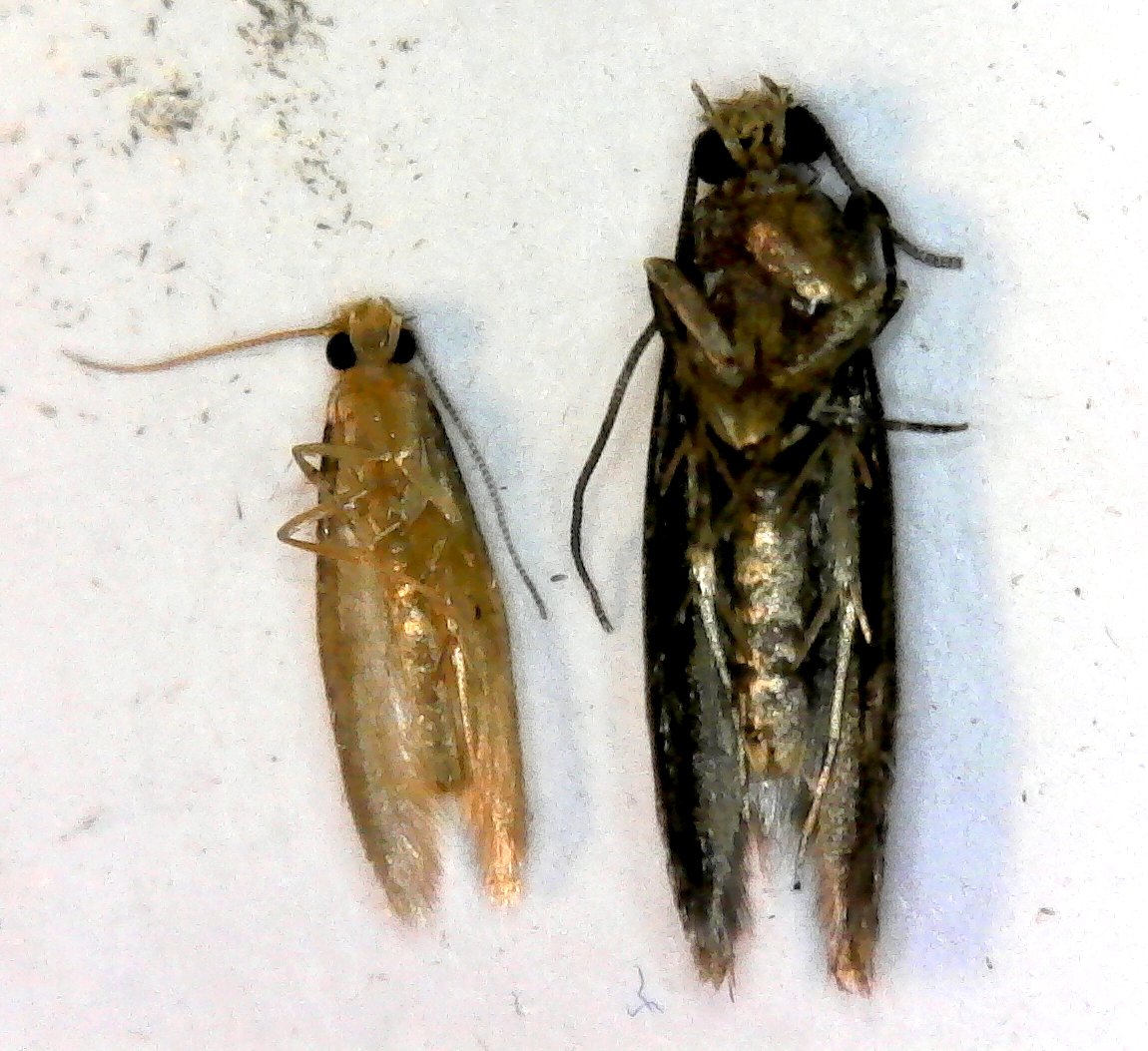 How to Get Rid of Clothes Moths The Moth Guy