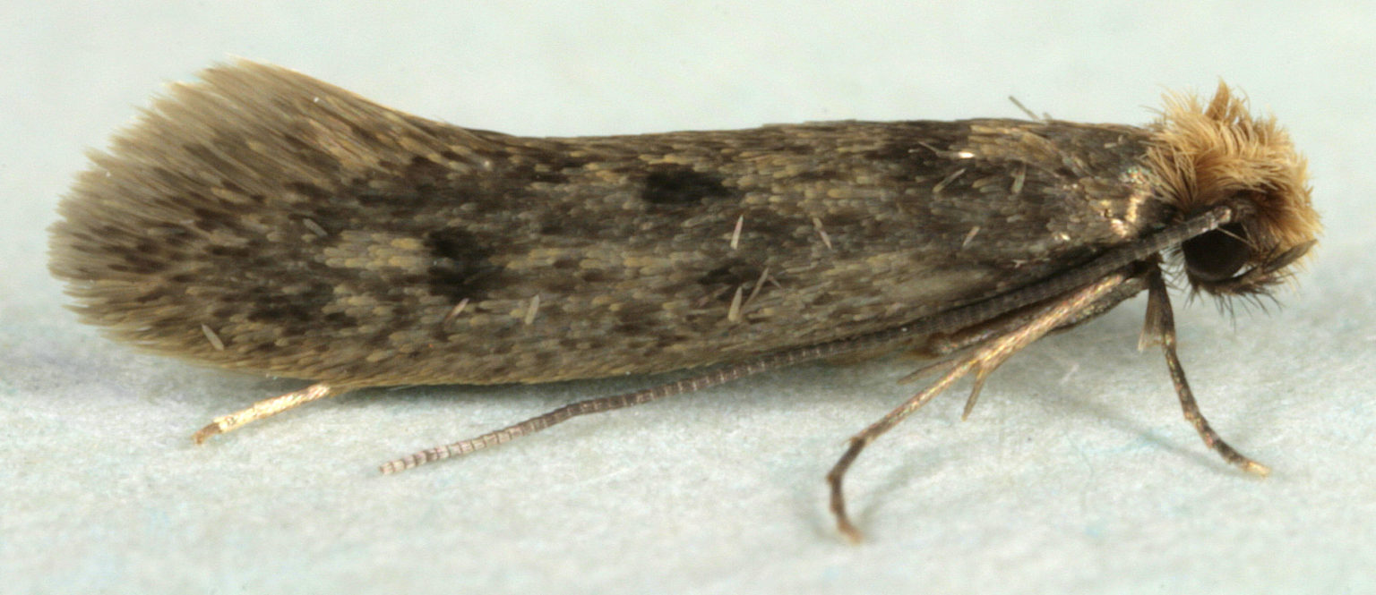 What’s the Difference between Clothes Moths and Carpet Moths? The Moth Guy