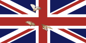 UK moths